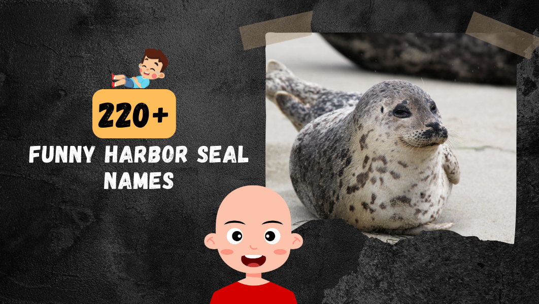 Funny Harbor Seal names