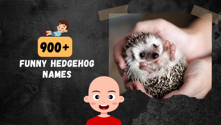 900+ Funny Hedgehog Names That Will Make You Giggle