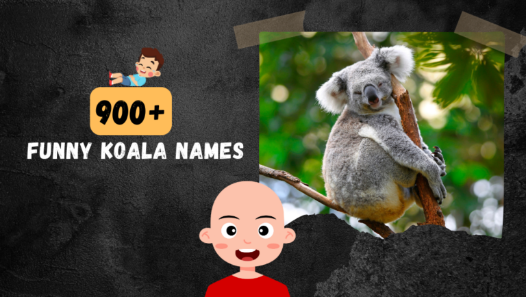 900+ Funny Koala Names [Best Clever Ideas] Choose Now!