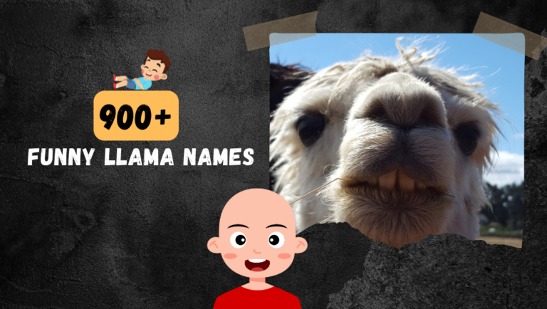 900+ Catchy Lama Names For Your Funny & Cute Pet llama