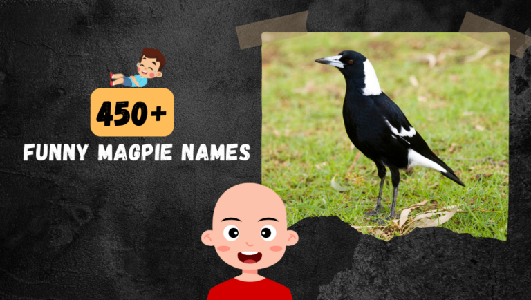 450 + Funny & Crazy Magpie Names 2024