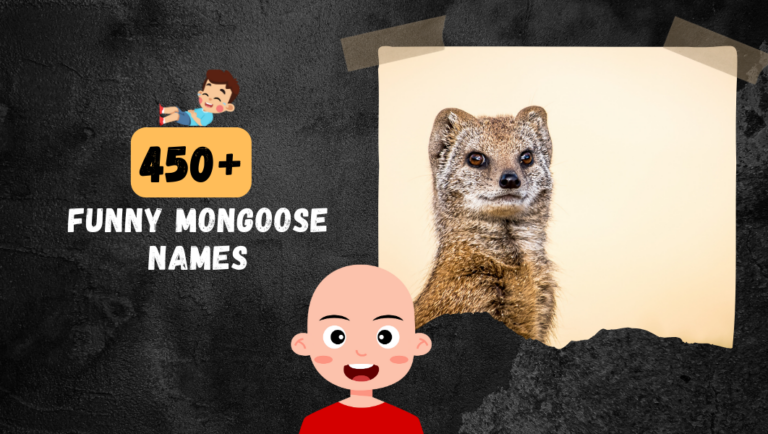 450+ Funny & Cool Mongoose names to consider choosing from!