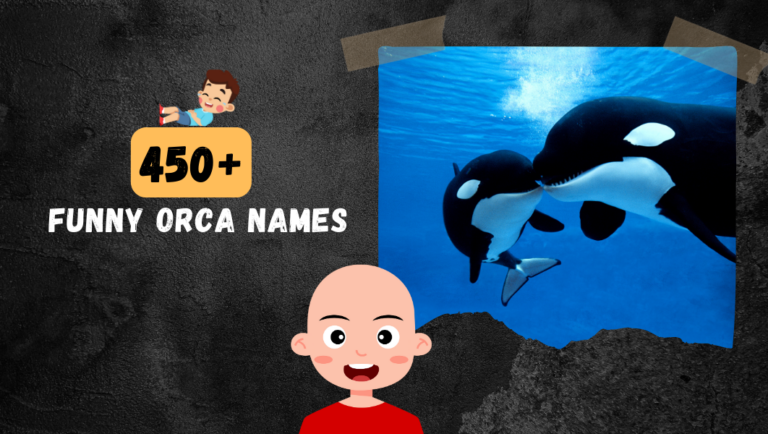 450+ Funny Orca Names (Cool & Catchy)