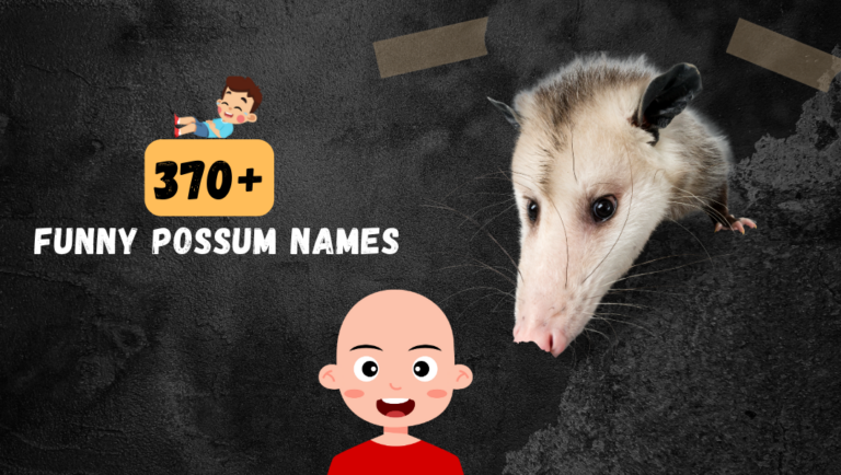 370+ Cute Possum Names | List Of Funny Names For Possum!