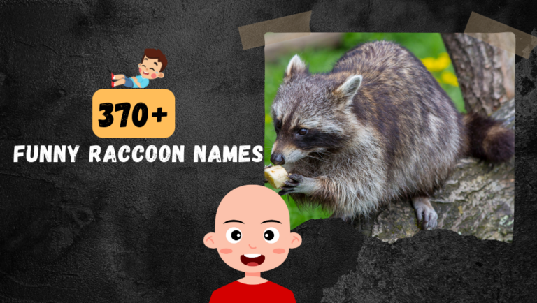 Hilariously Funny Raccon names (Over 370 To choose from).