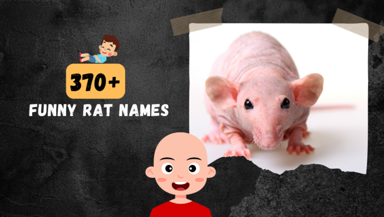 Check Out These 370+ Funny and Clever Rat Names