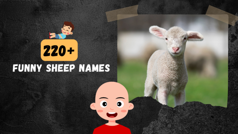 220+ Hilariously Funny Sheep Names for Your Woolly Friends