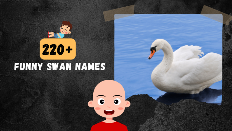 220+ Funny Swan names | Beautiful Names For Your Birds