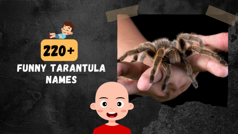 220+ Funny Tarantula Your Pet Spider Names You’ve Ever Heard