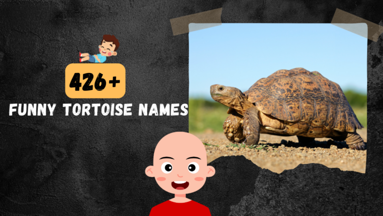 426+ Cute, Catchy and Funny Tortoise name Ideas