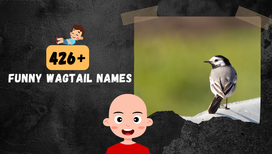 Funny Wagtail names