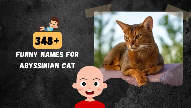 348+ Popular Abyssinian Cat Names In 2024