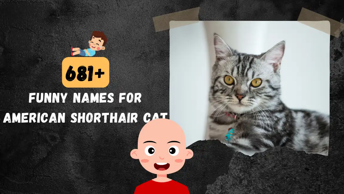 Funny names for American Shorthair Cat