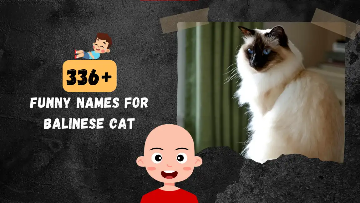 Funny names for Balinese Cat
