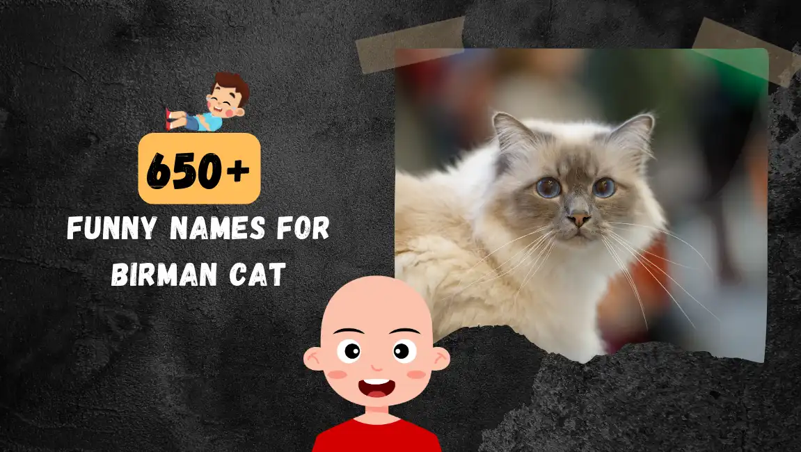 Funny names for Birman Cat
