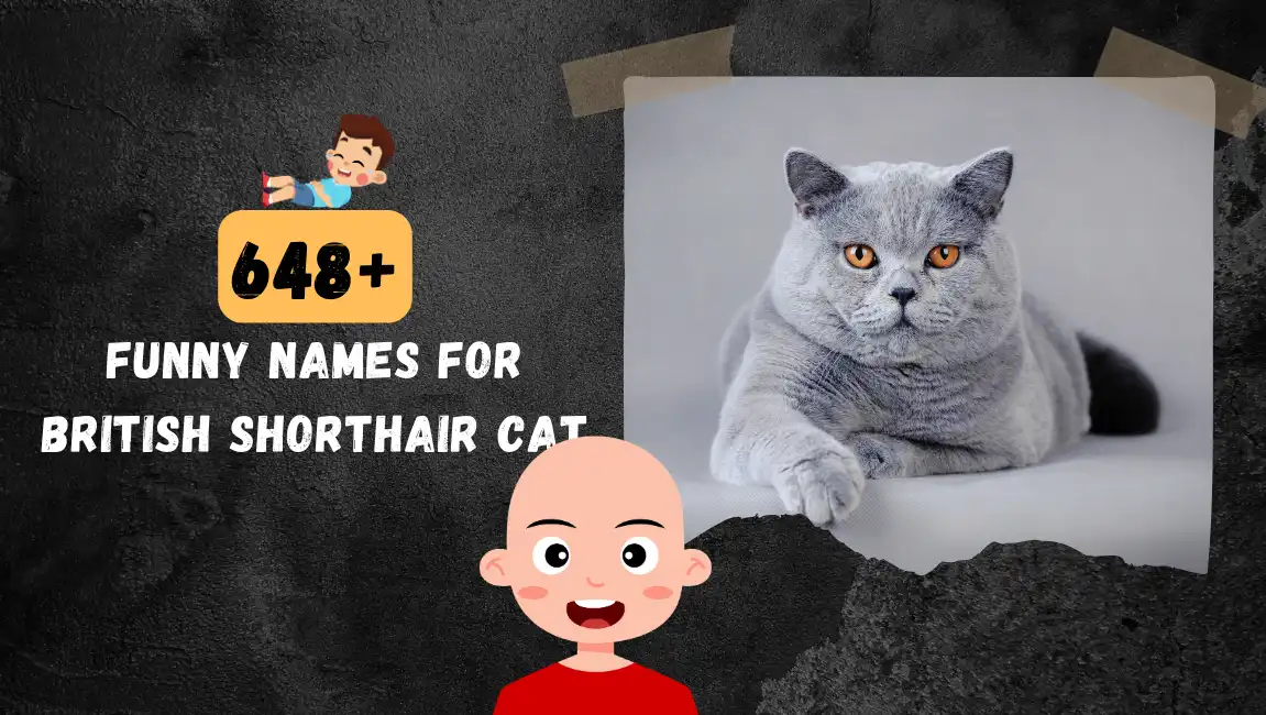 Funny names for British Shorthair Cat