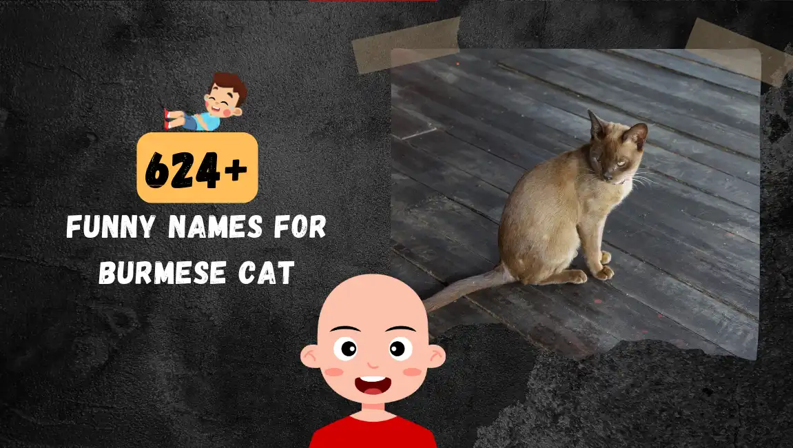 Funny names for Burmese Cat