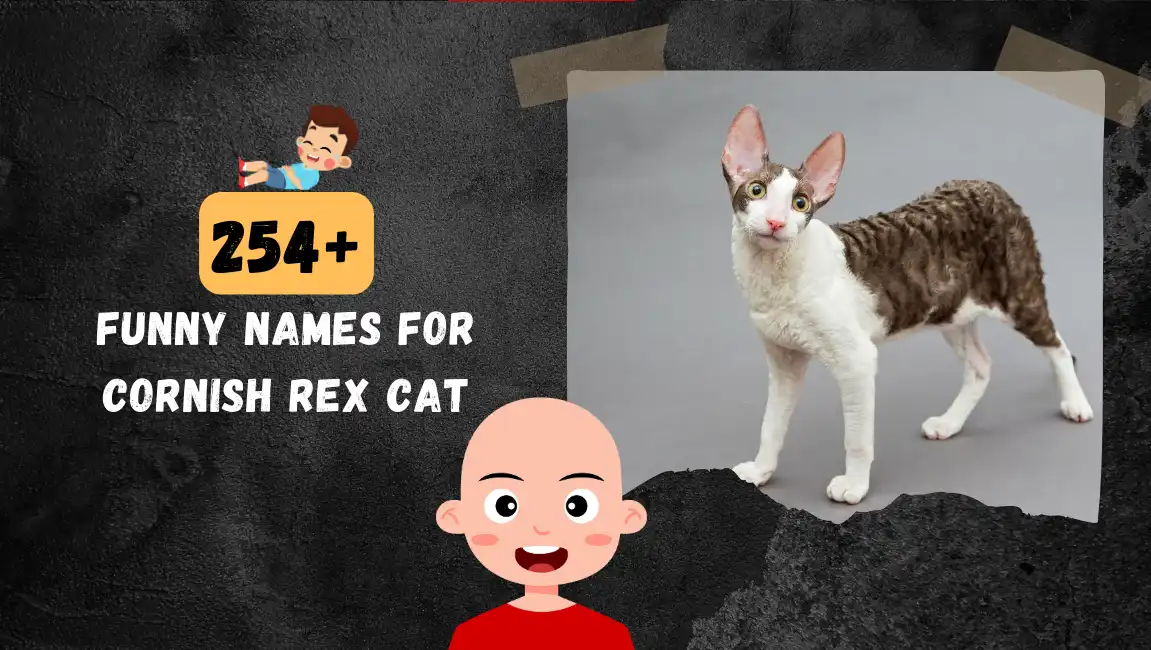 Funny names for Cornish Rex Cat