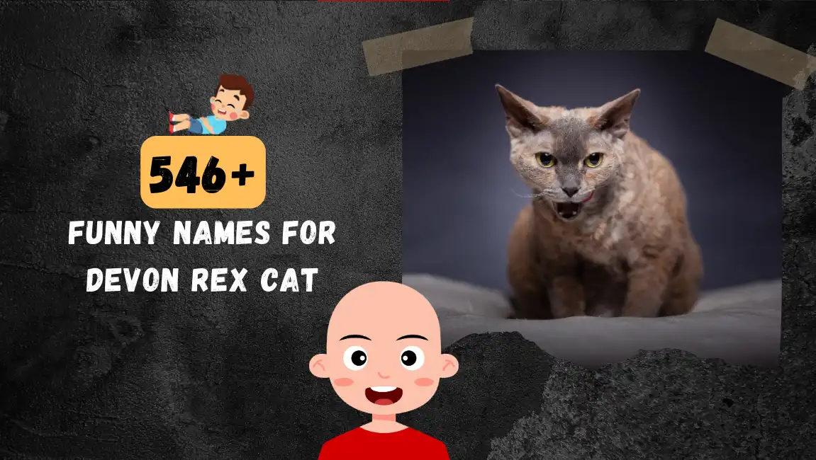 Funny names for Devon Rex Cat