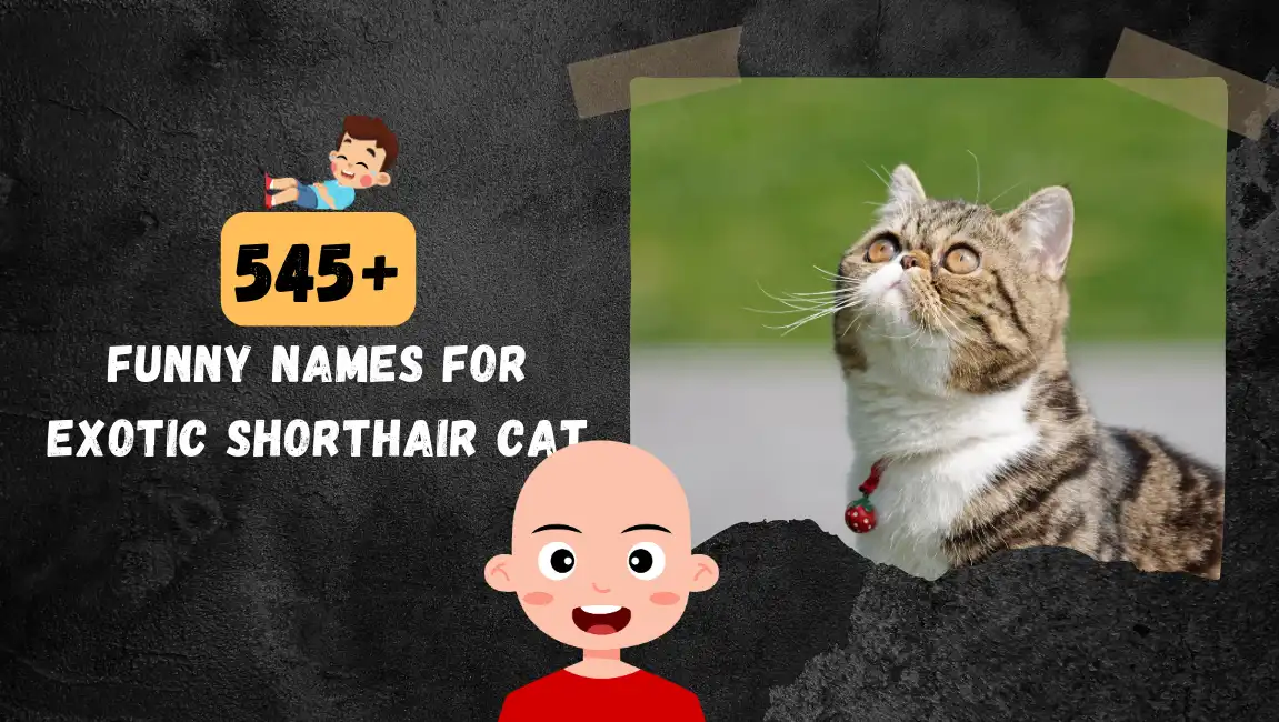 Funny names for Exotic Shorthair Cat