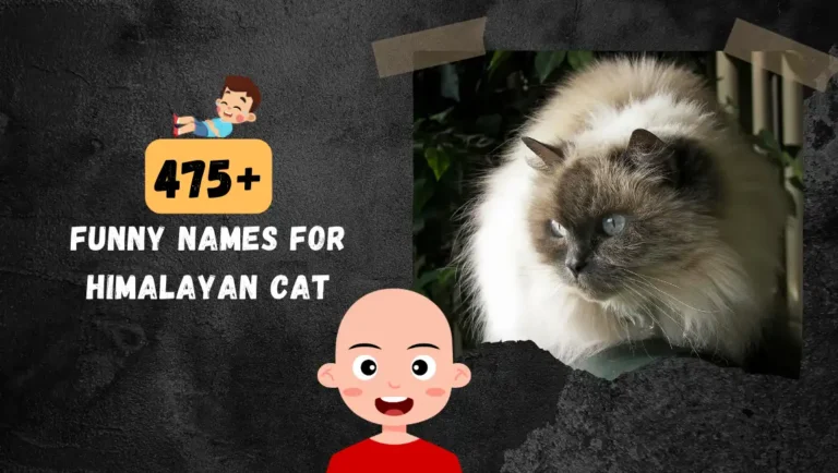 475+ Best & Funny Himalayan Cat Names In 2024