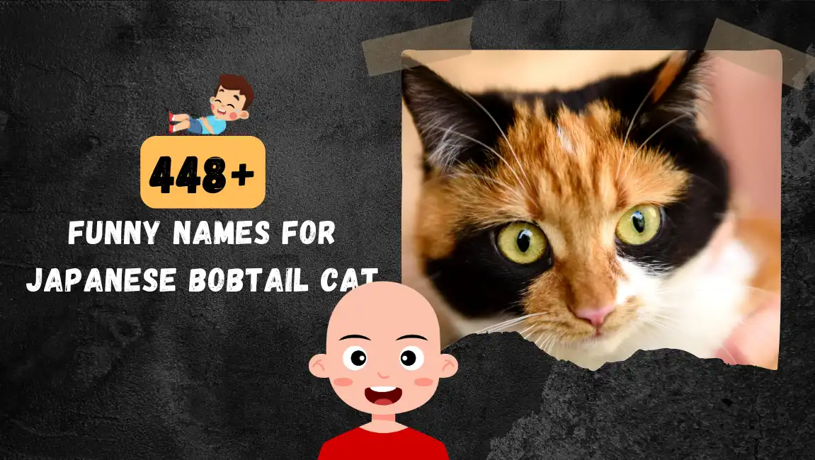Funny names for Japanese Bobtail Cat