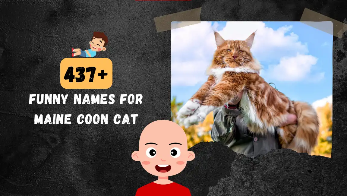 Funny names for Maine Coon Cat