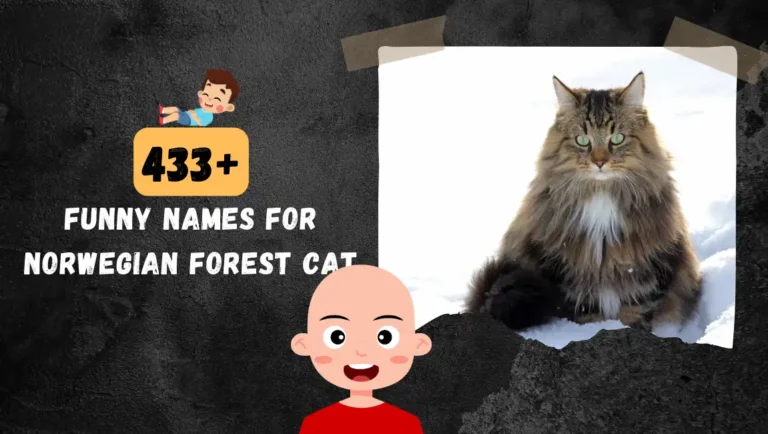 433+ Norwegian Forest Cat Names For Male & Female Cats.