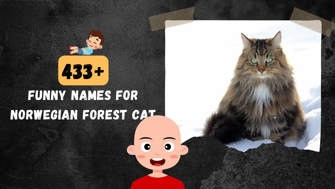 Funny names for Norwegian Forest Cat
