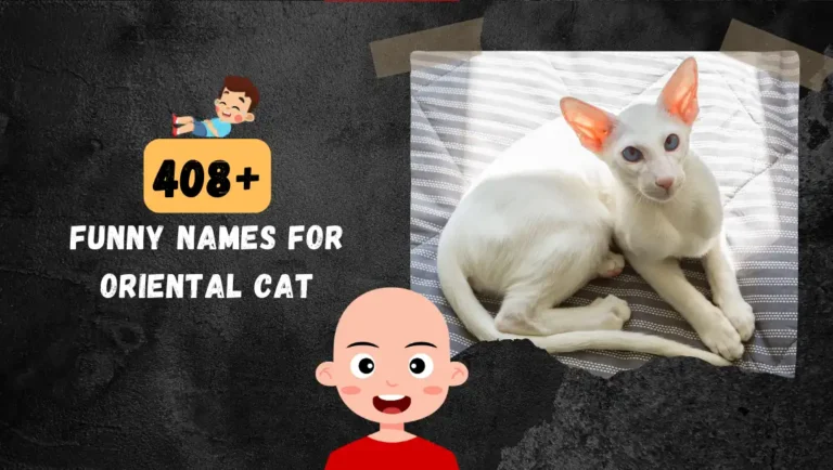 408+ Best Oriental Cat Name For Black, White, Asian Cats.