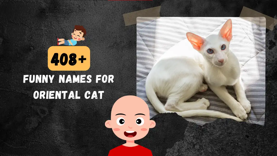Funny names for Oriental Cat