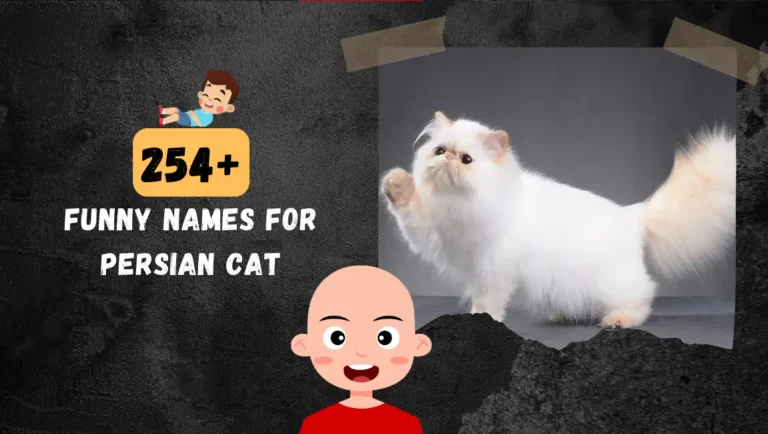 254+ Best Persian Cat Names: Adorable, Cute, Fluffy & Funny Ideas.