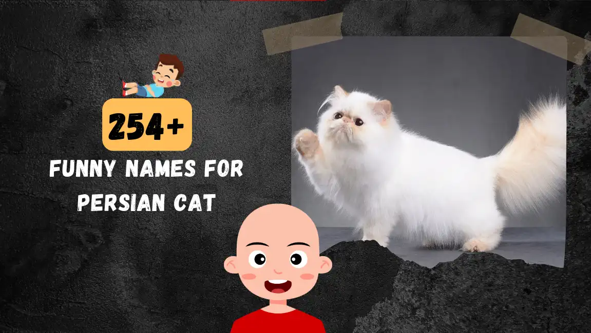 Funny names for Persian Cat