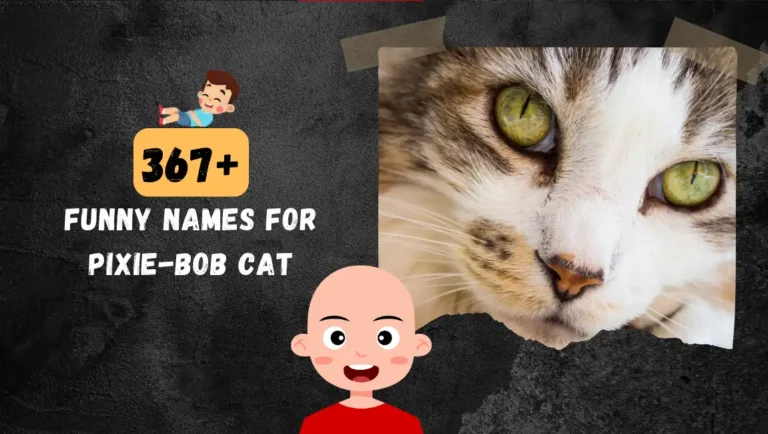 367+ Best Pixie-bob Cat Names For Male & Female Cats.