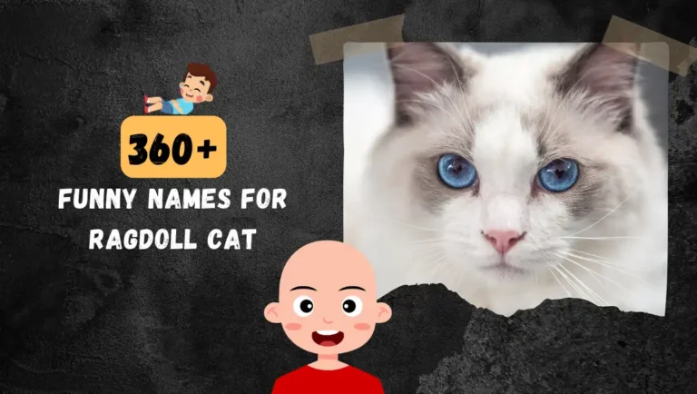 360+ Funny & Famous Names For Ragdoll Cat In 2024