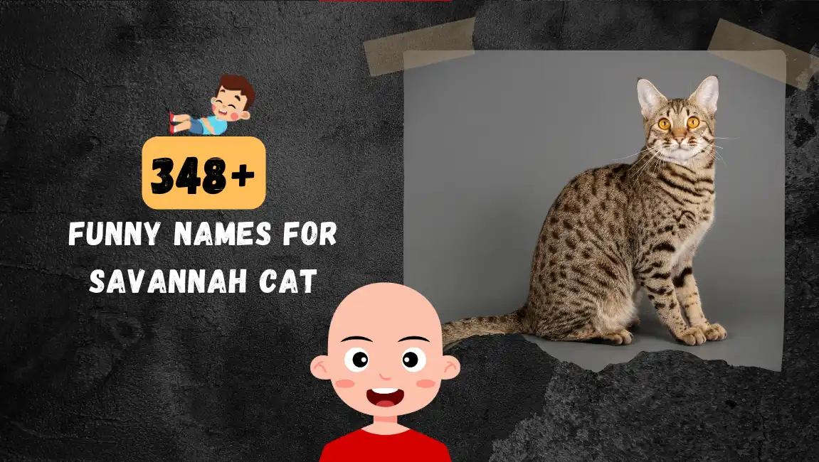 Funny names for Savannah Cat