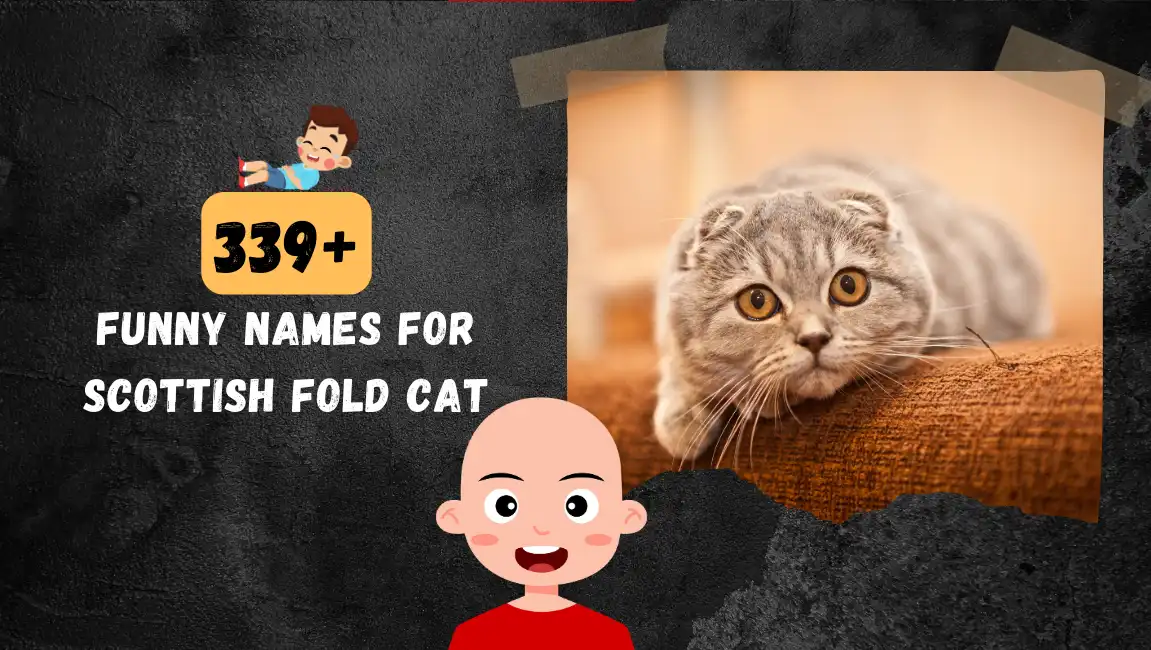 Funny names for Scottish Fold Cat