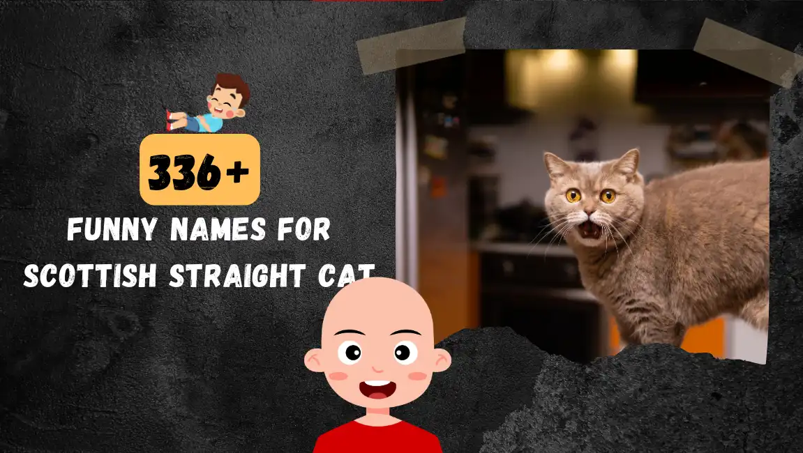 Funny names for Scottish Straight Cat