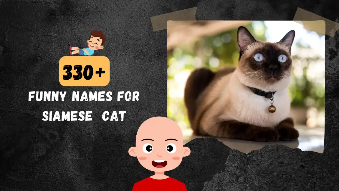 Funny names for Siamese Cat