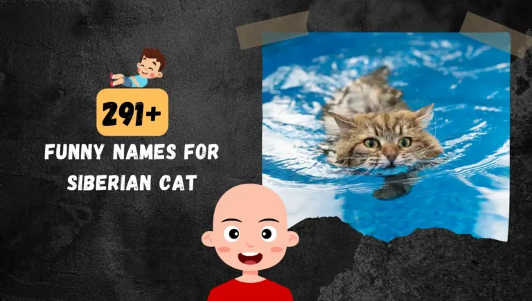 291+ Siberian Cat Names For Male & Female Cats.