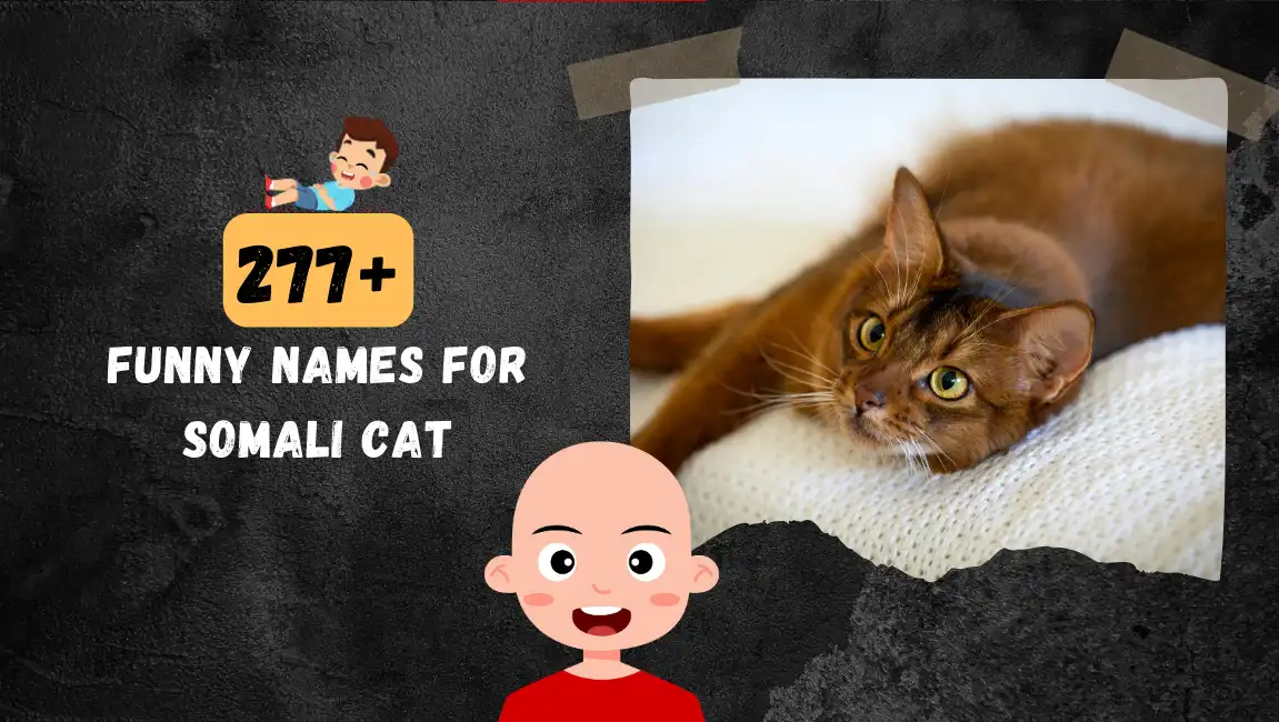 Funny names for Somali Cat