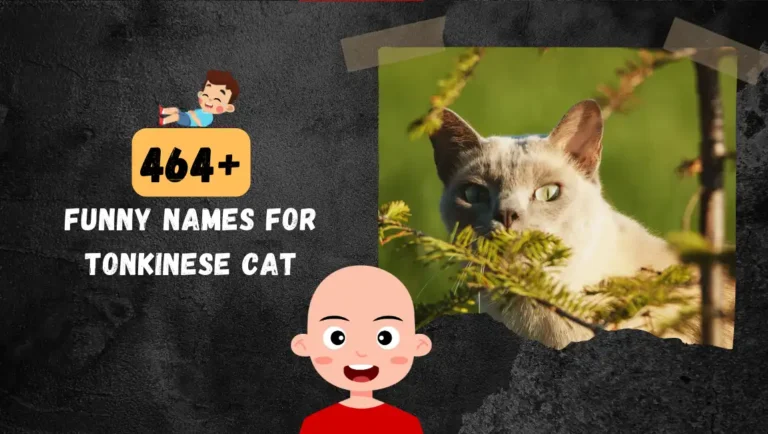 464+ Tonkinese Cat: Cute & Funny (Male & Female) Names