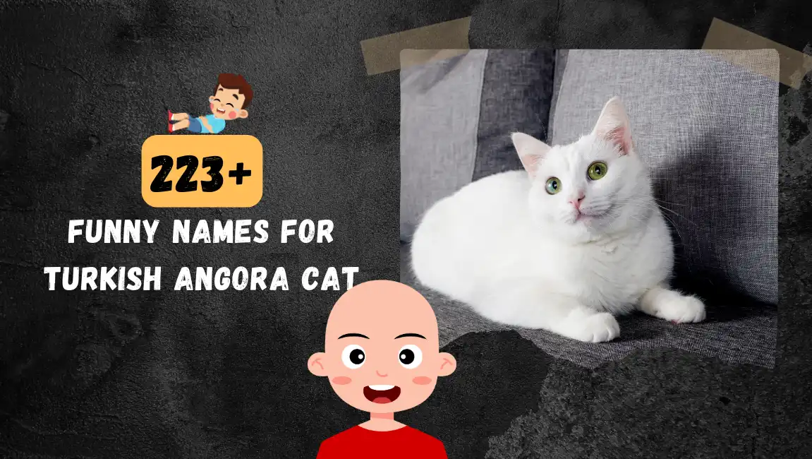 Funny names for Turkish Angora Cat