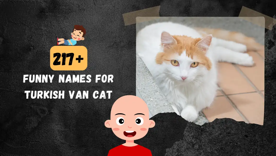 Funny names for Turkish Van Cat