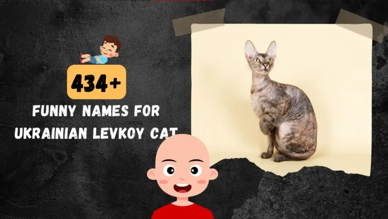 434+ Funny Names For Ukrainian Levkoy Cat